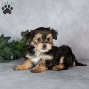 Gabriella, Morkie / Yorktese Puppy